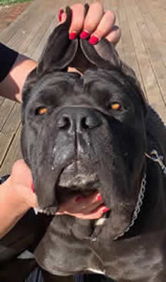 DDDawgs Smooch Grandmother